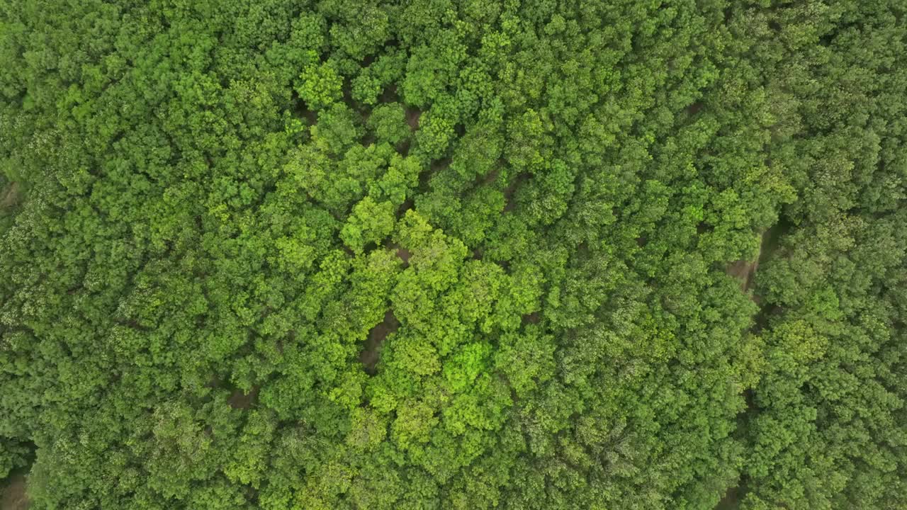 深绿色森林鸟瞰图热带雨林丰富的自然生态系统。保护自然森林和重新造林的概念。视频素材