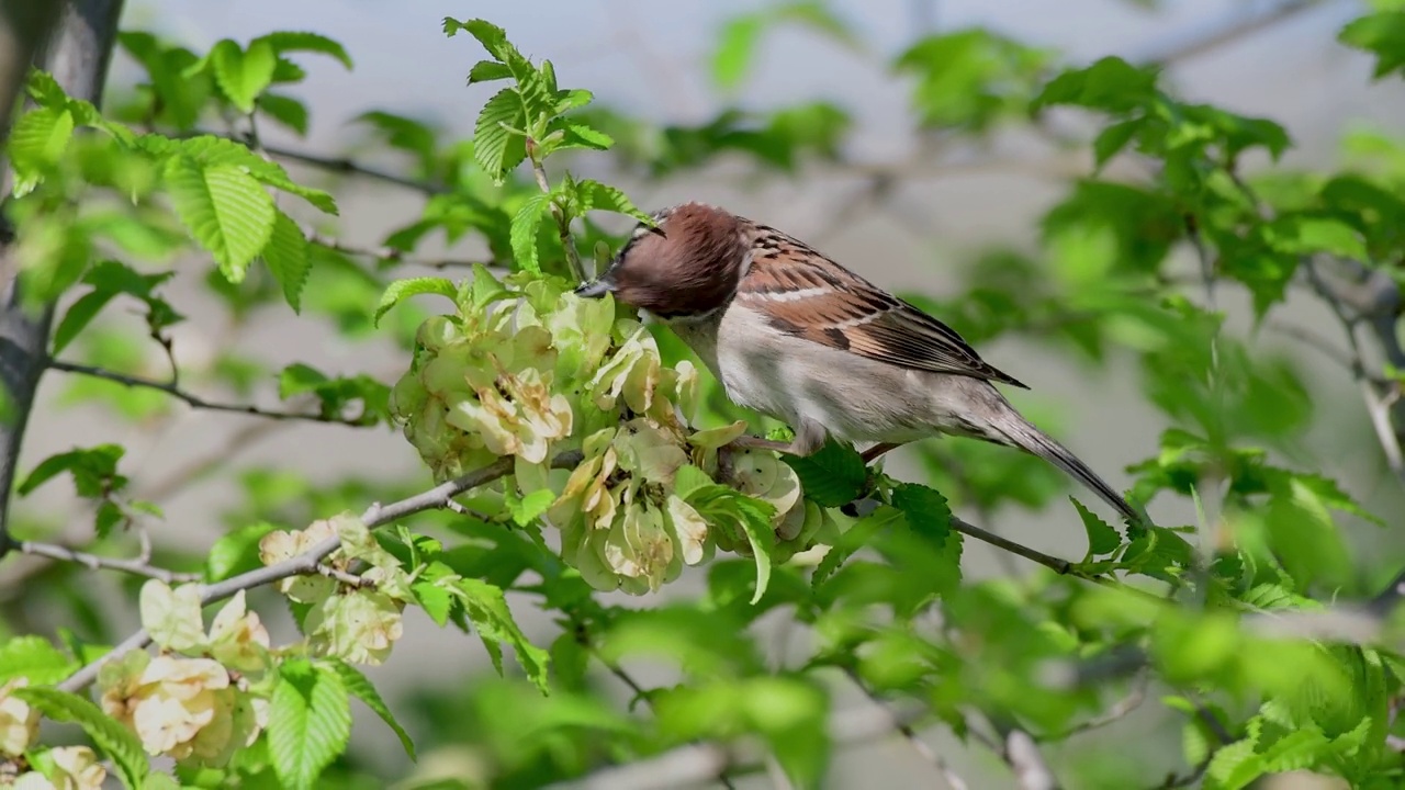 欧亚树雀，Passer montanus。在野外视频素材