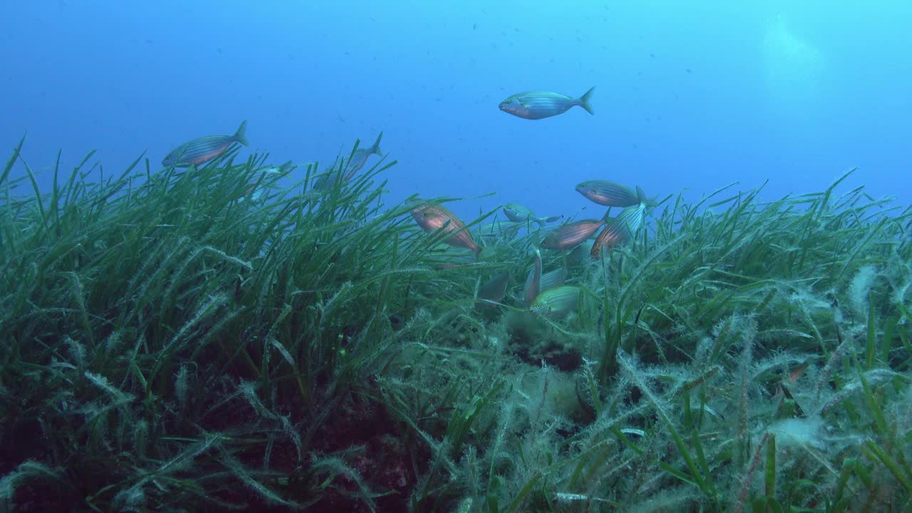 海洋生物——波西多尼亚地区的金色带状鱼群视频素材