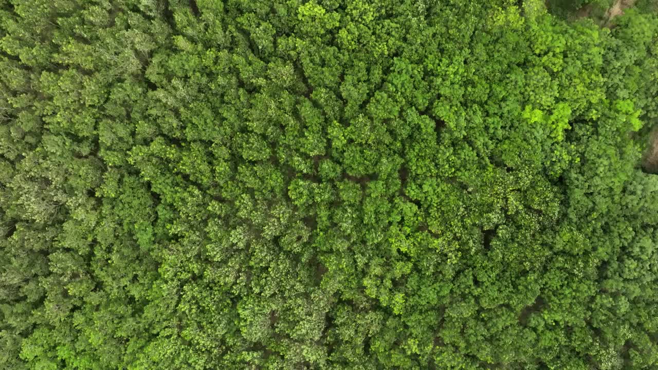 深绿色森林鸟瞰图热带雨林丰富的自然生态系统。保护自然森林和重新造林的概念。视频素材