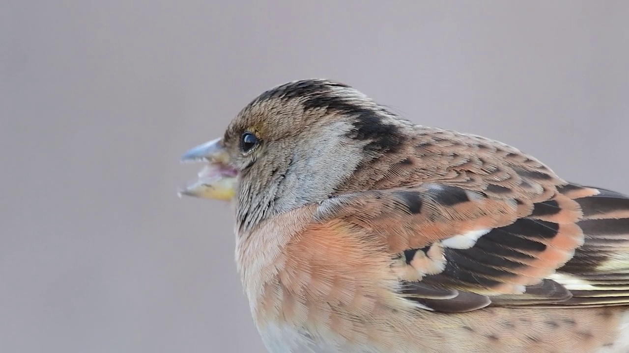 Brambling, Fringilla montifringilla。在野外视频素材