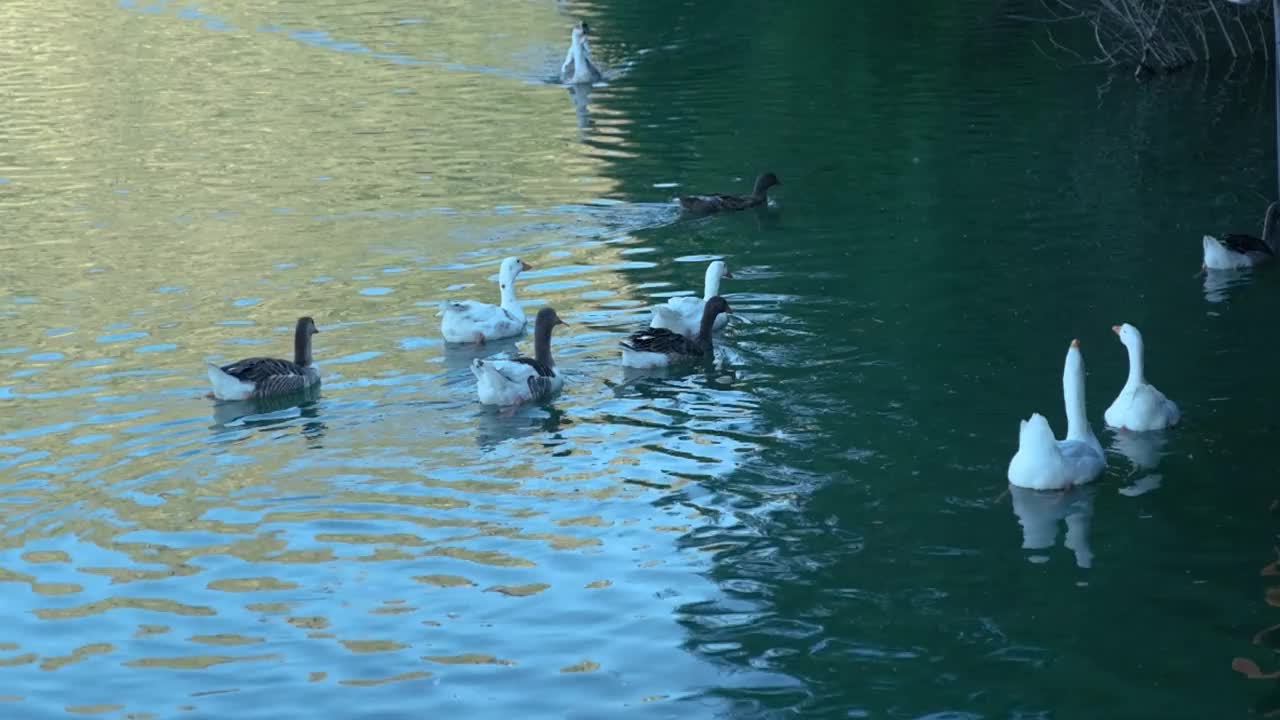 鸭子在湖里游泳视频素材