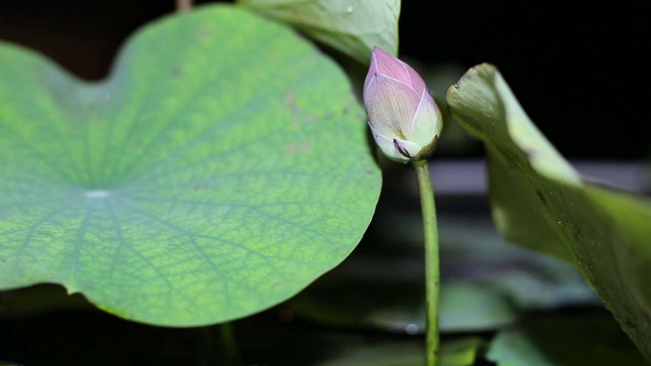 绿莲花的睡莲花盛开。视频素材