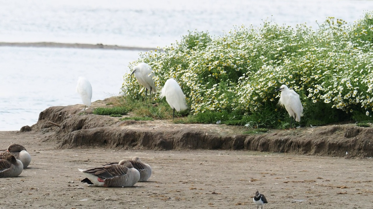 英国兰开夏郡Silverdale的Leighton Moss，灰雁，Anser Anser和小白鹭。视频素材