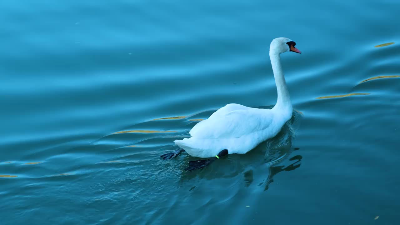 鸭子在湖里游泳视频素材