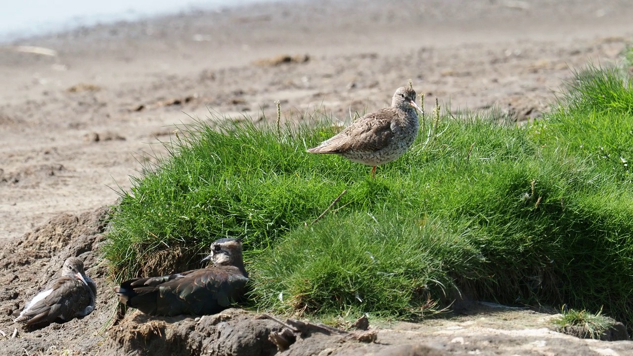 红脚鹬;英国兰开夏郡Silverdale Leighton Moss的Tringa totanus和Lapwing, Vanellus Vanellus视频素材