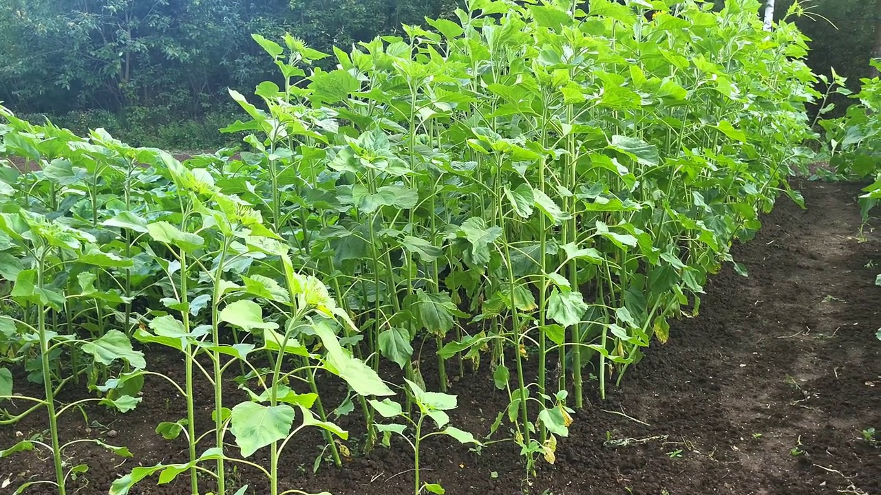 公园景观景观花园植物视频素材