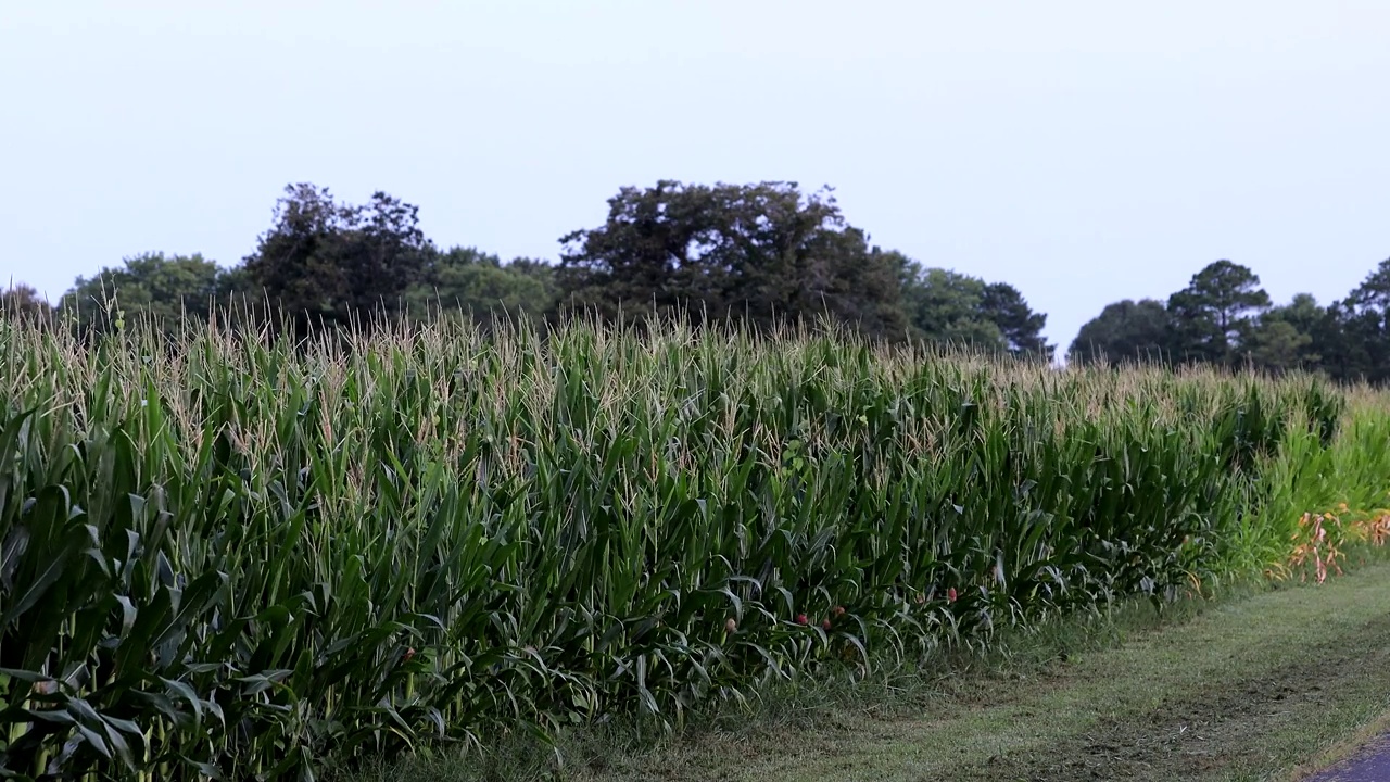 玉米地,马里兰州视频素材