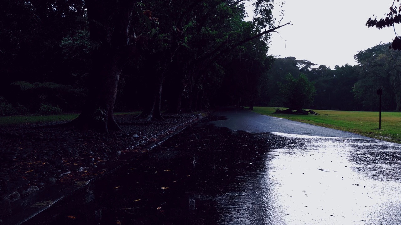 kebun raya purwodadi jawa timur公园非常安静、寂静、阴森的气氛，当温和的雨落在黎明的黄昏视频素材