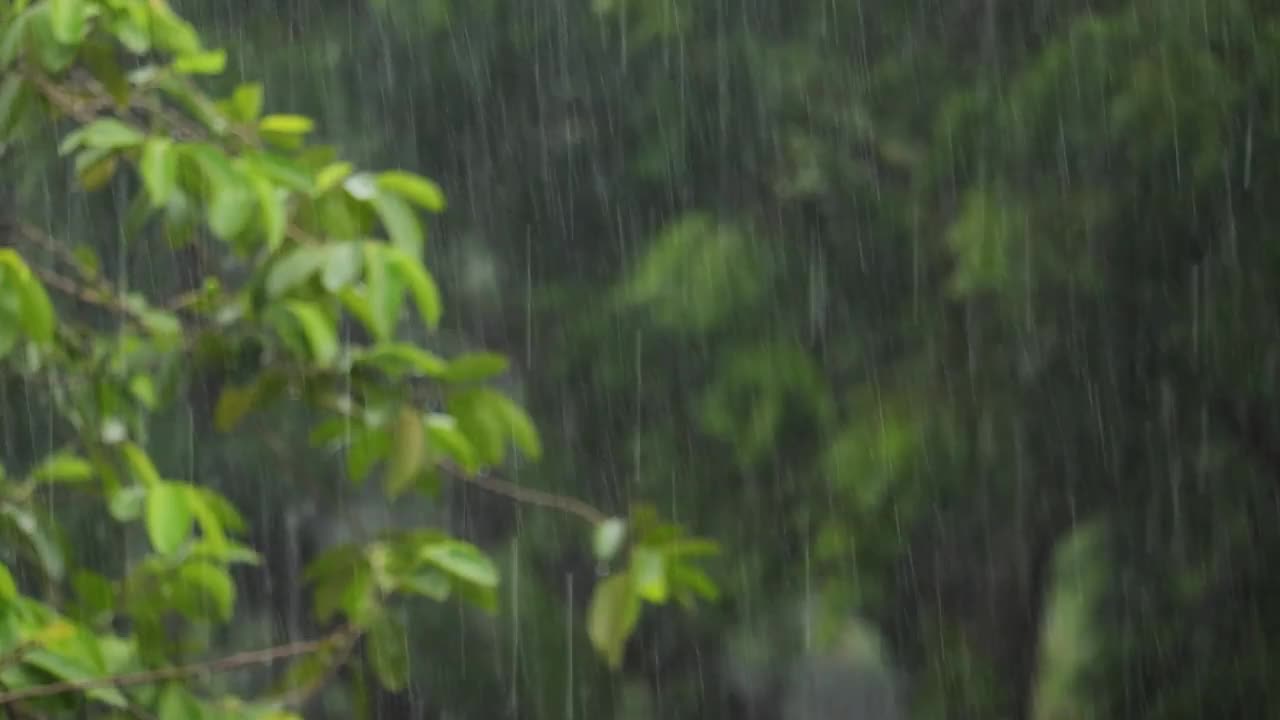 季风或雨天视频素材