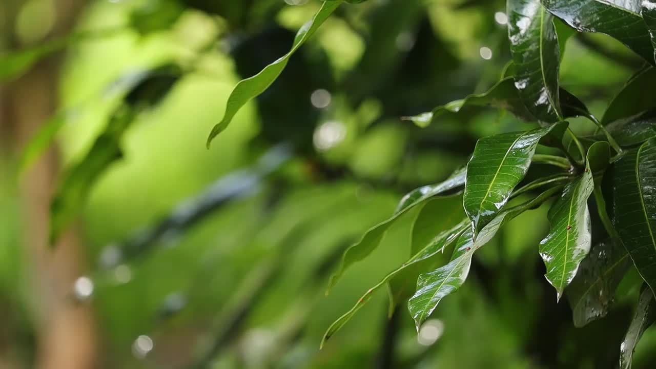 季风或雨天视频素材