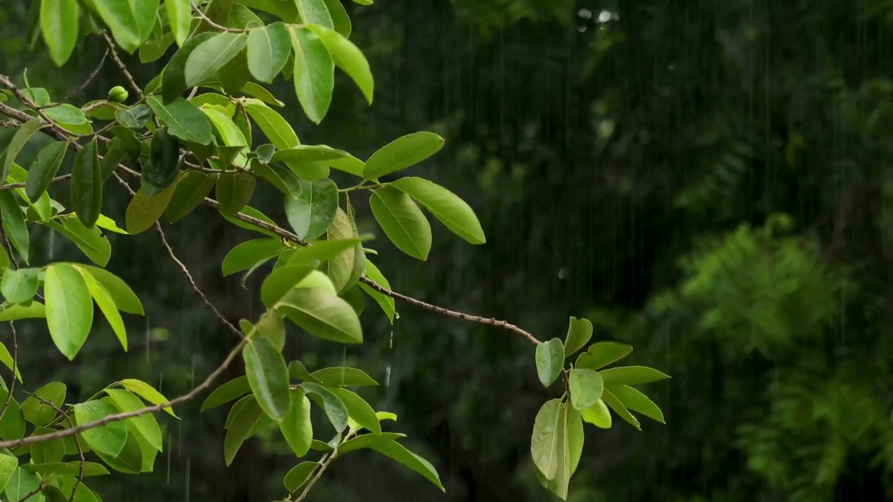 季风或雨天视频素材