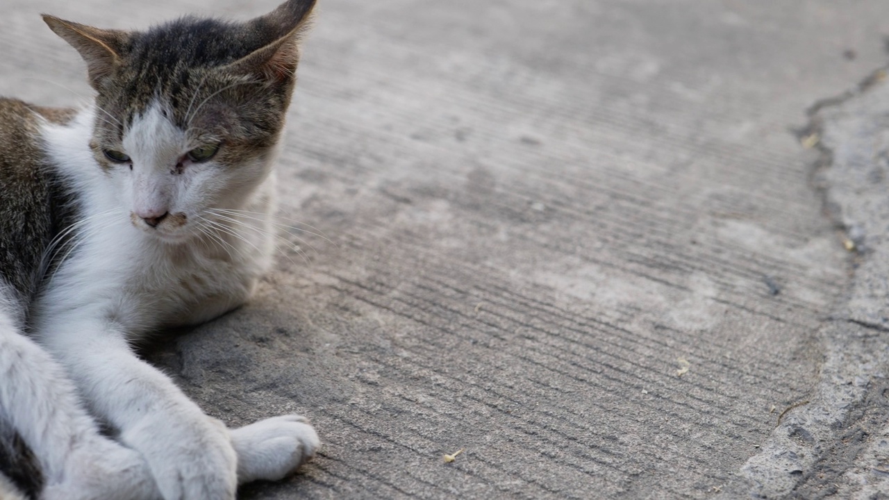 街上受伤的猫视频素材