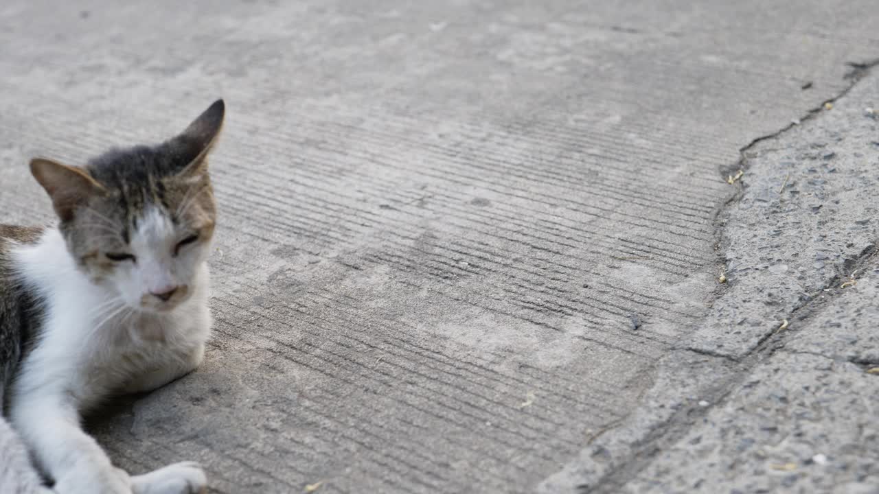 街上受伤的猫视频素材