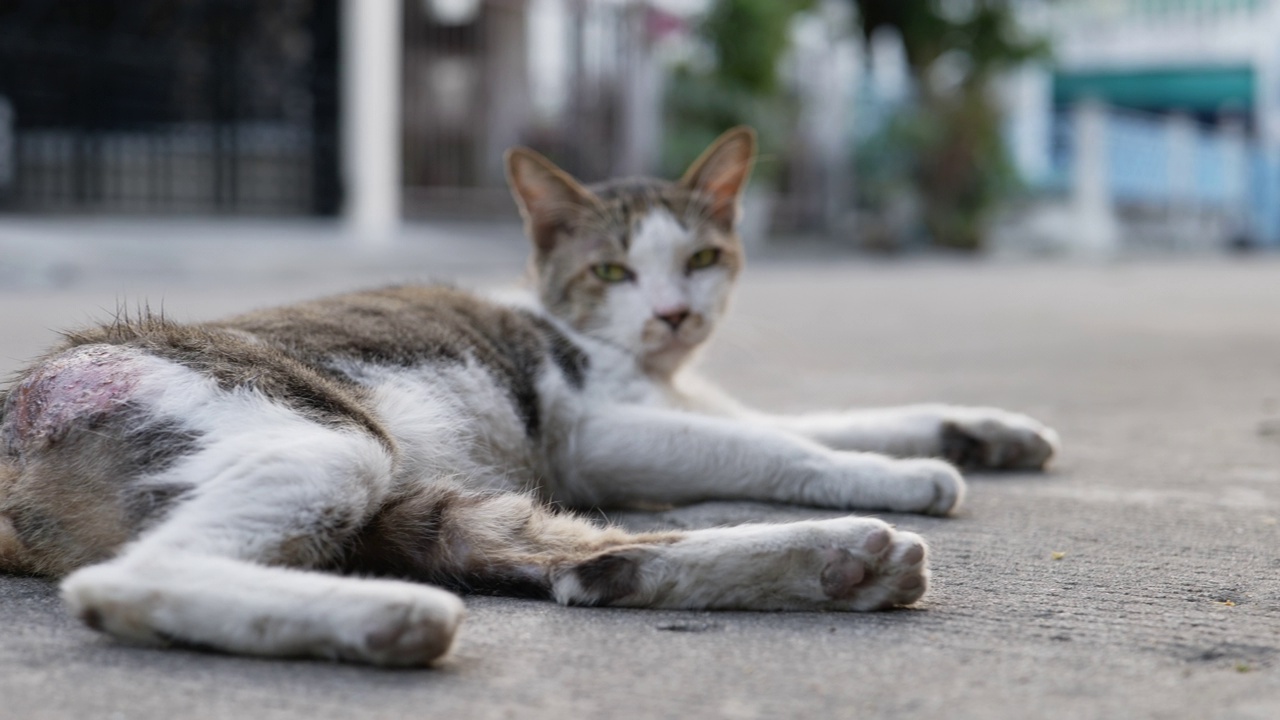 受伤的猫视频素材