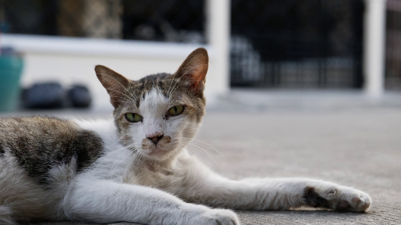 在街上淘洗受伤的猫视频素材