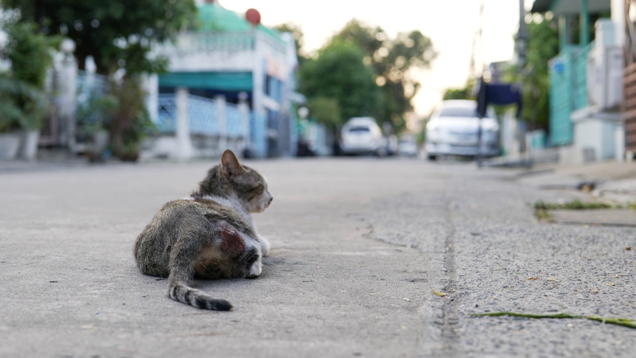 受伤的猫视频素材