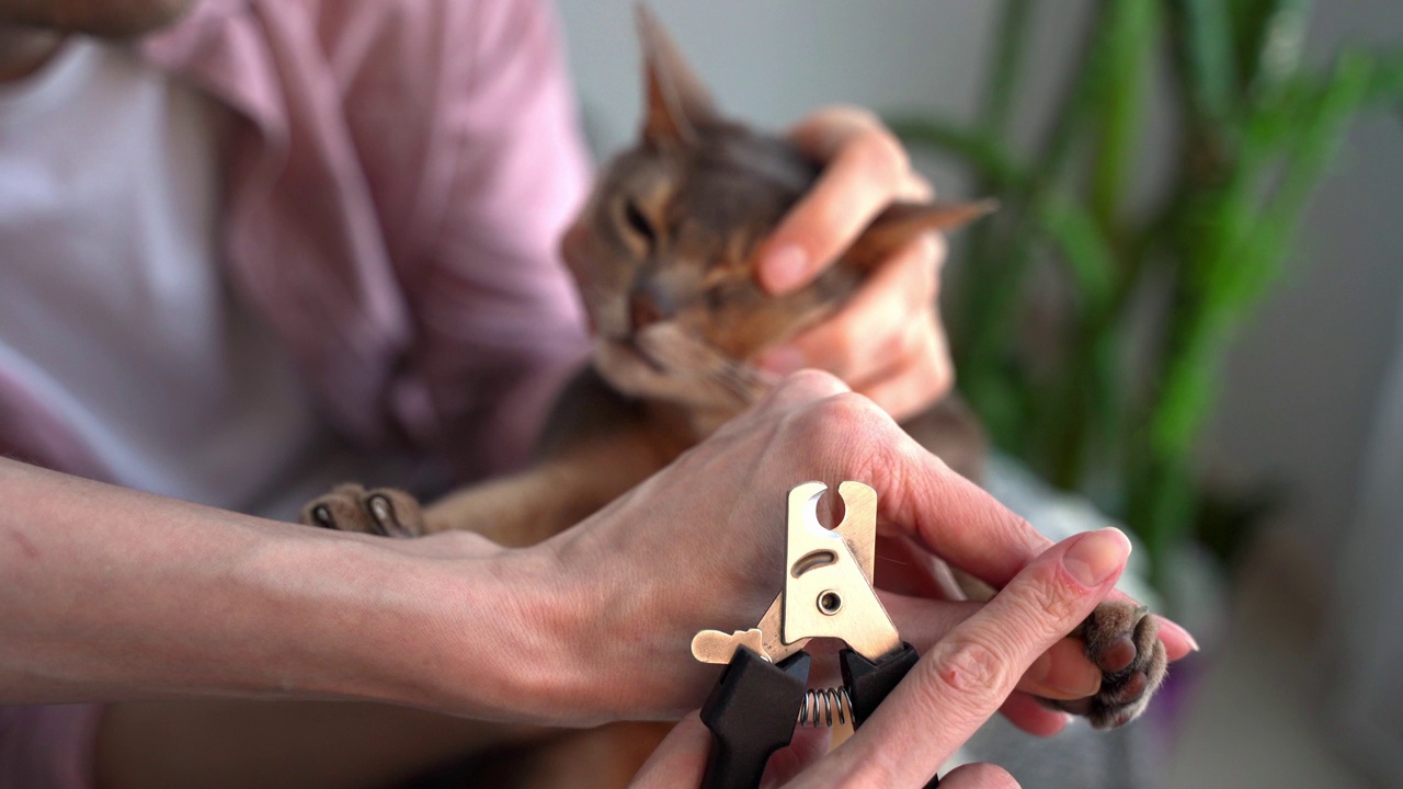 剪蓝色阿比西尼亚猫爪。宠物主人男女一起在家里用剪刀给猫修剪指甲。概念宠物保健和爱护动物。生活方式和宠物的爱。特写镜头视频素材