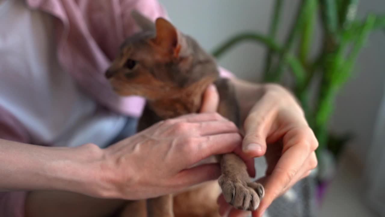 剪蓝色阿比西尼亚猫爪。宠物主人男女一起在家里用剪刀给猫修剪指甲。概念宠物保健和爱护动物。生活方式和宠物的爱。特写镜头视频素材