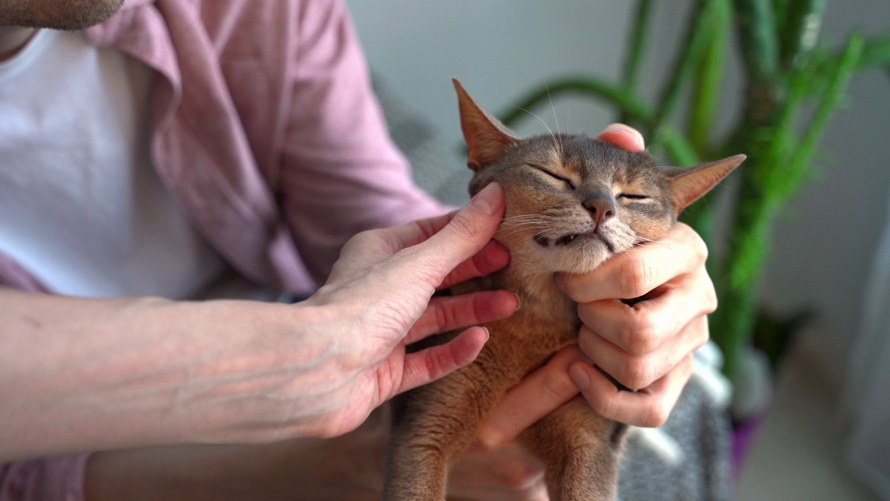 剪蓝色阿比西尼亚猫爪。宠物主人男女一起在家里用剪刀给猫修剪指甲。概念宠物保健和爱护动物。生活方式和宠物的爱。特写镜头视频素材