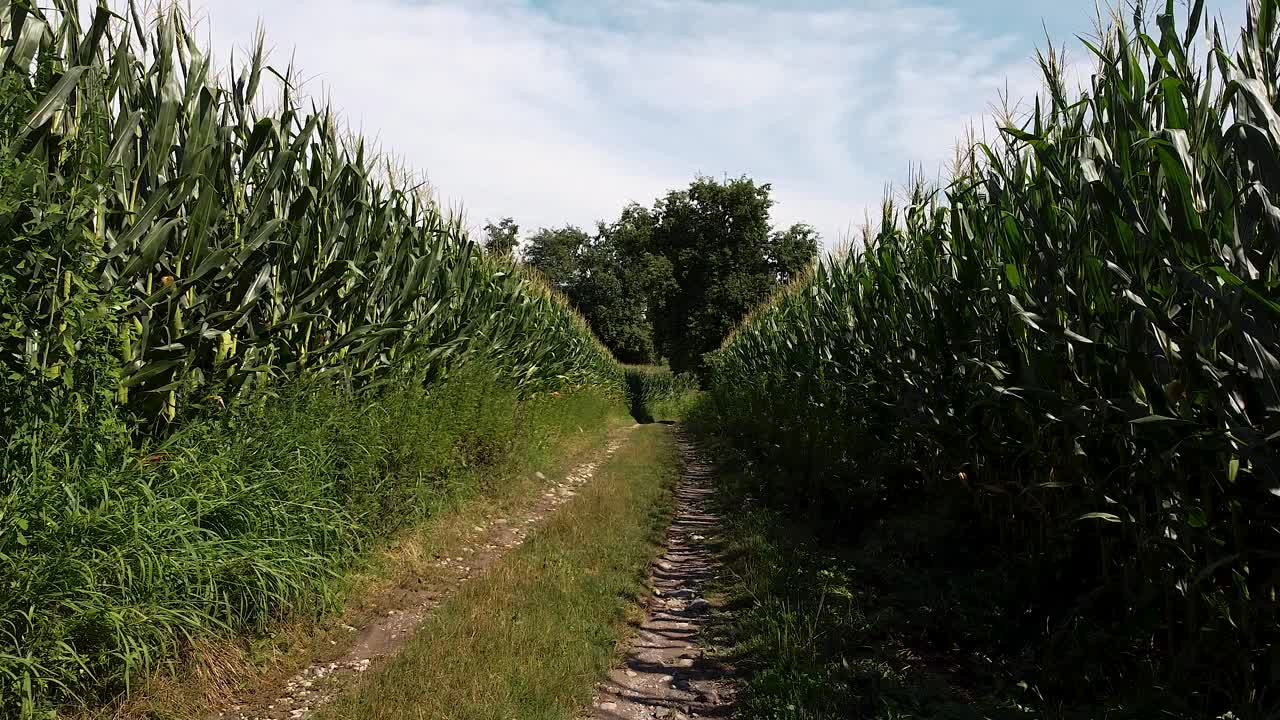 沿着玉米地里的小路飞行视频素材