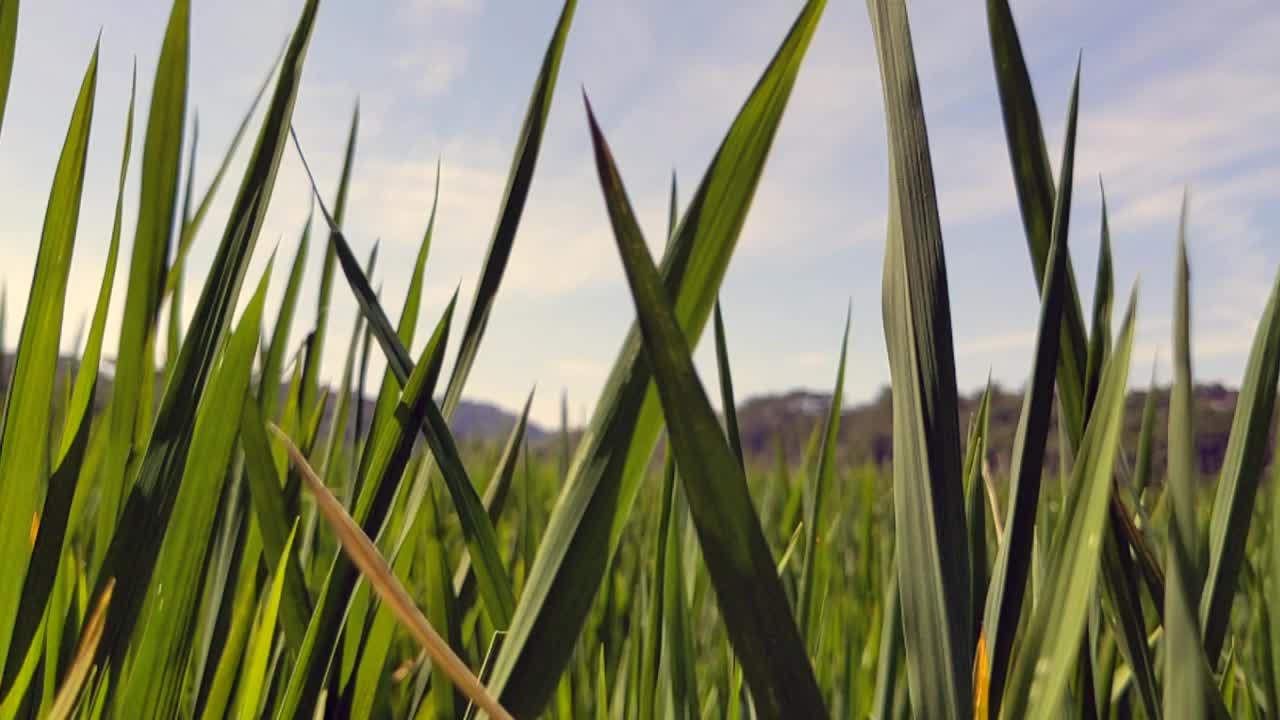 绿色草原的特写镜头视频下载