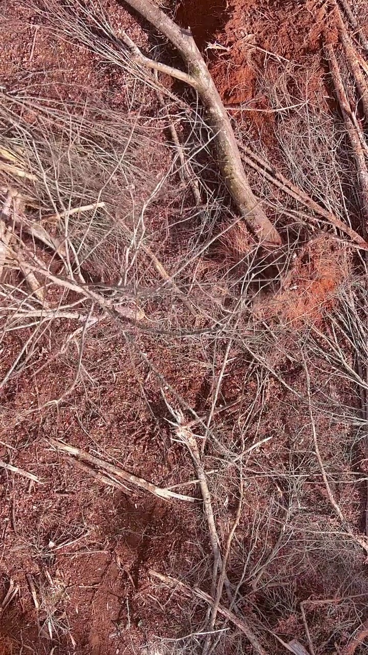 工人们用拖拉机把树连根拔起，把树移走，为建设做准备视频素材