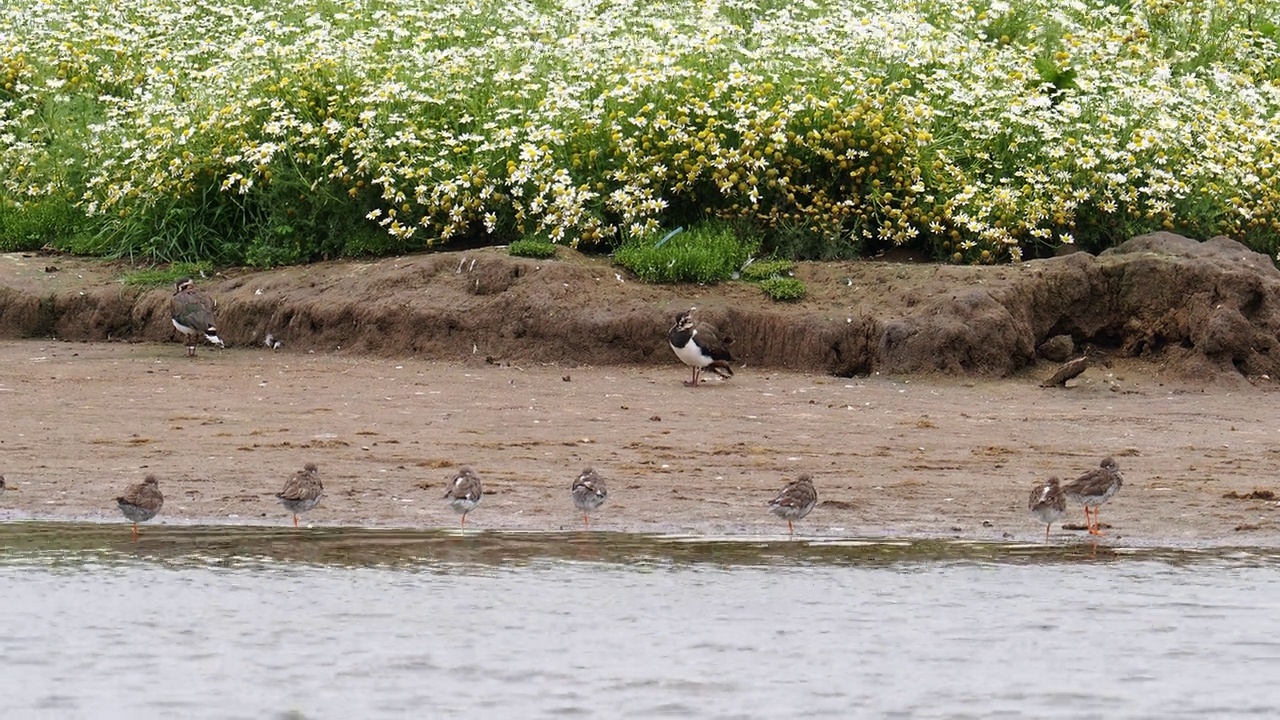 红脚鹬;英国兰开夏郡Silverdale Leighton Moss的Tringa totanus和Lapwing, Vanellus Vanellus视频素材