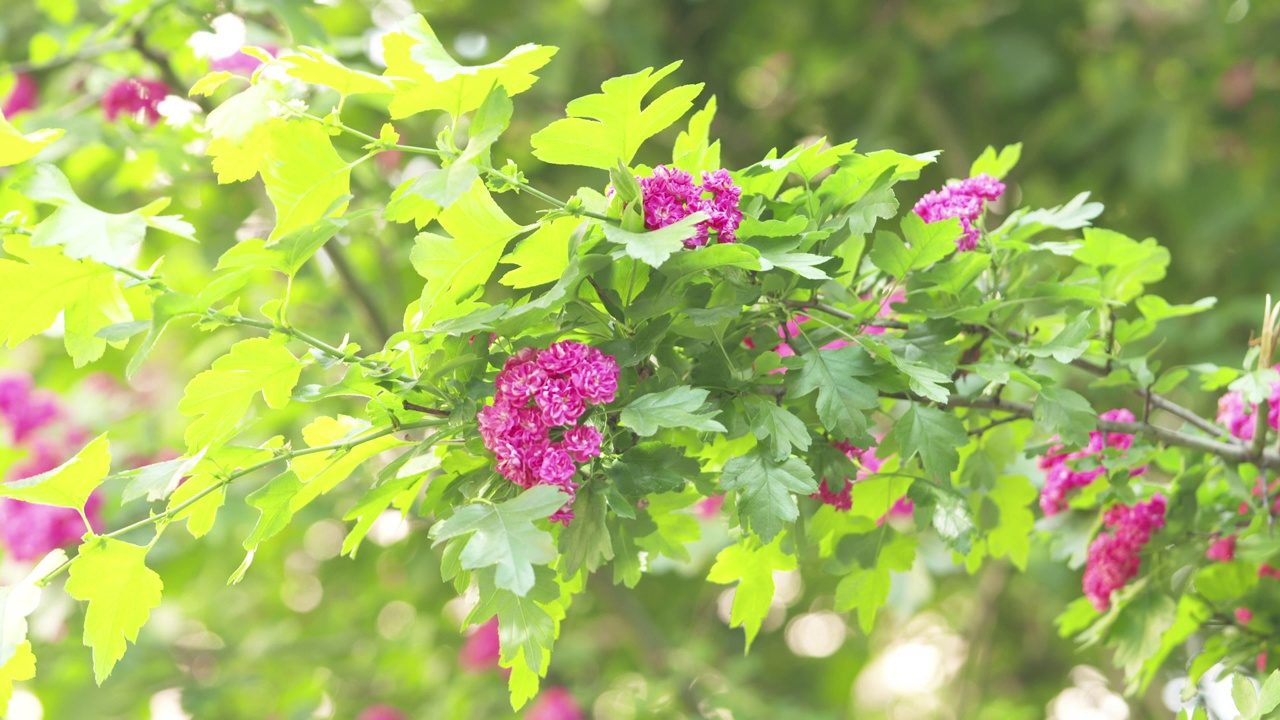 夏日里粉色的山楂视频素材