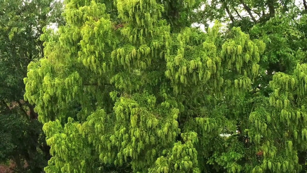 夏日大雨，夏日雷暴和恶劣天气视频素材