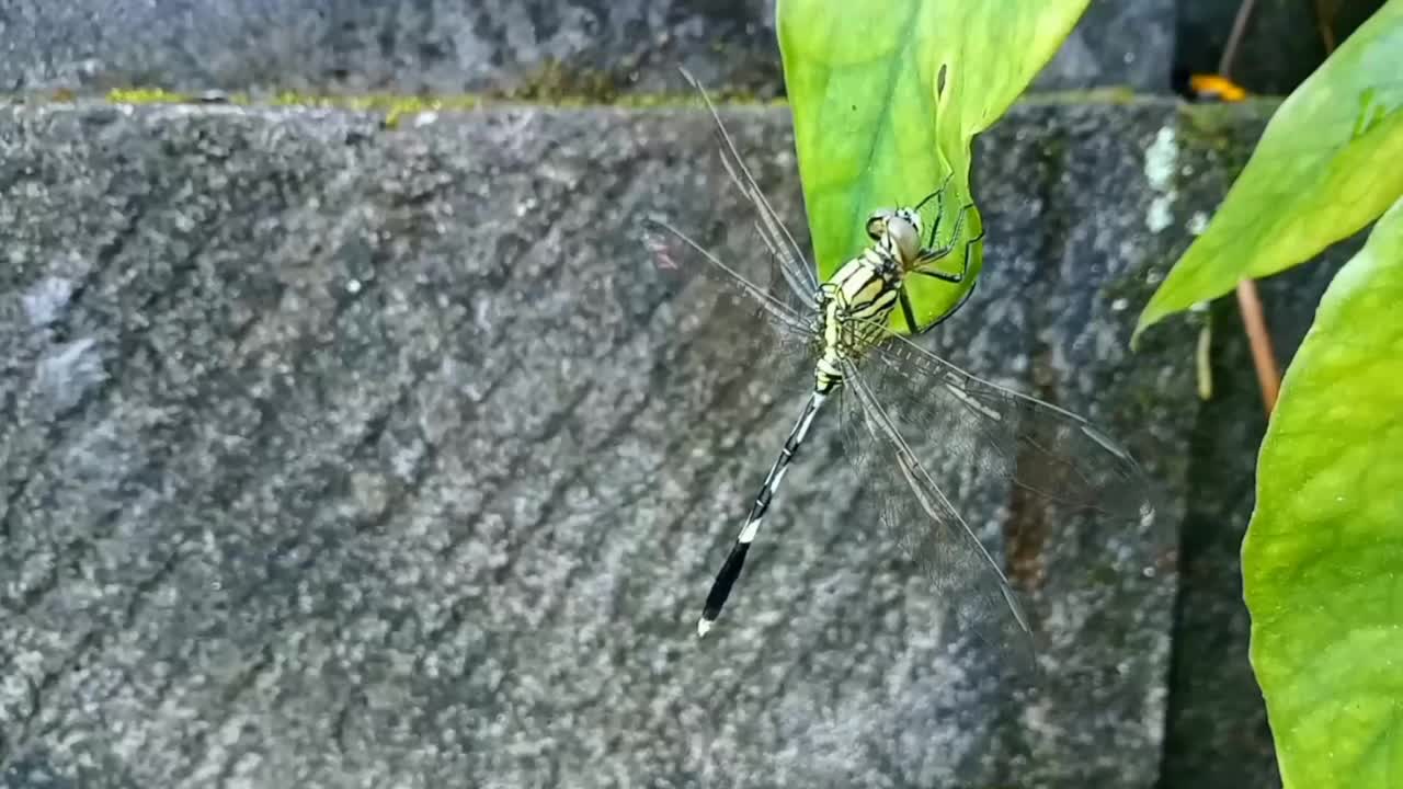 一只犀牛蜻蜓Orthetrum sabina栖息在叶子上视频素材