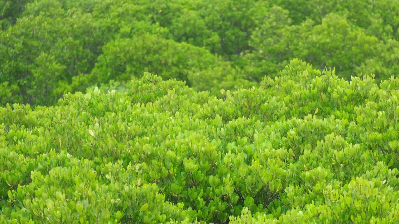 深绿色森林鸟瞰图热带雨林丰富的自然生态系统。保护自然森林和重新造林的概念。视频素材