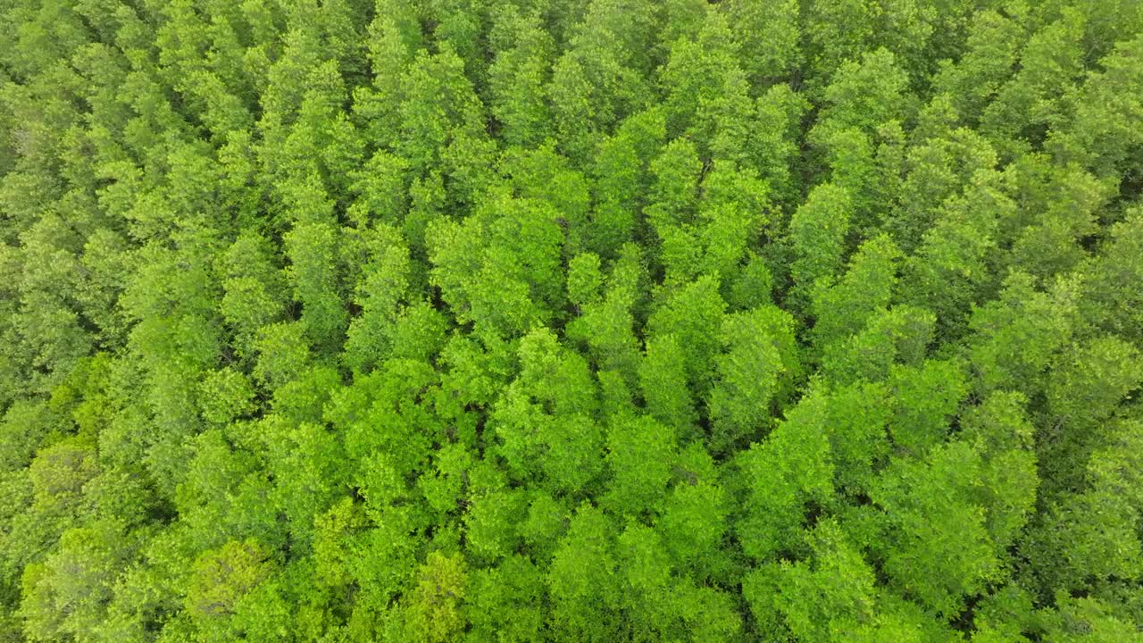 深绿色森林鸟瞰图热带雨林丰富的自然生态系统。保护自然森林和重新造林的概念。视频素材