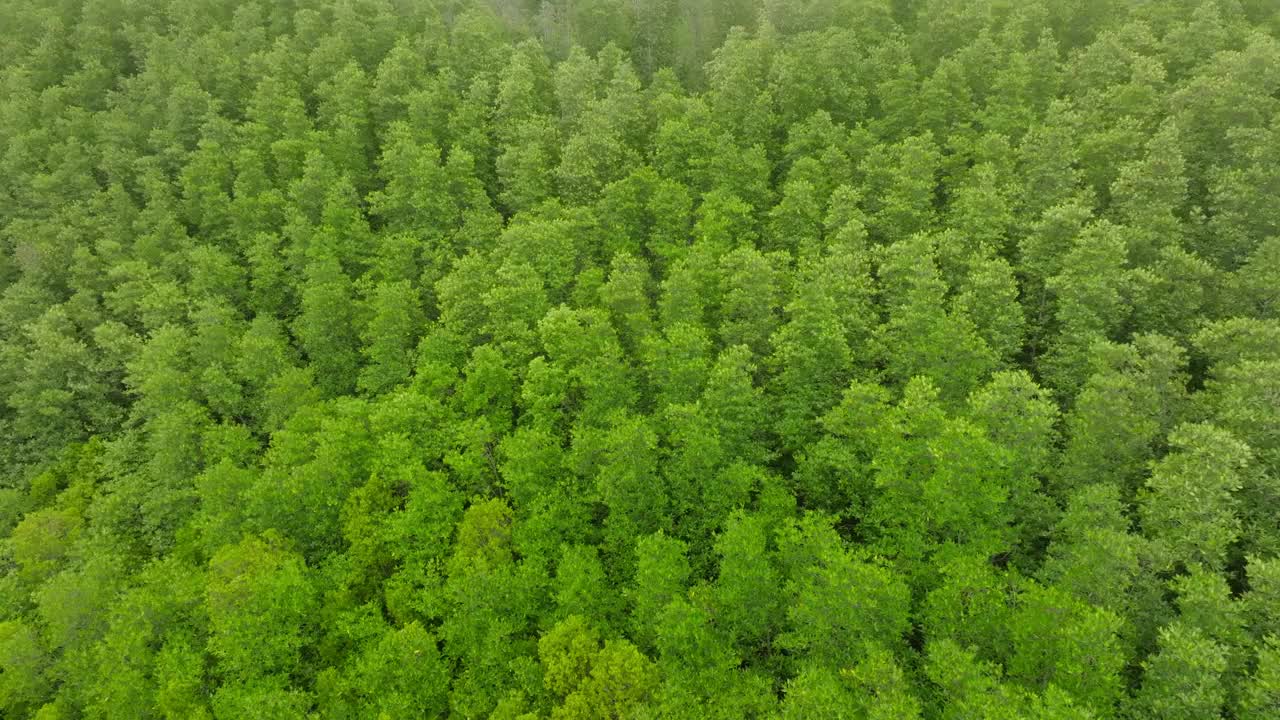 深绿色森林鸟瞰图热带雨林丰富的自然生态系统。保护自然森林和重新造林的概念。视频素材