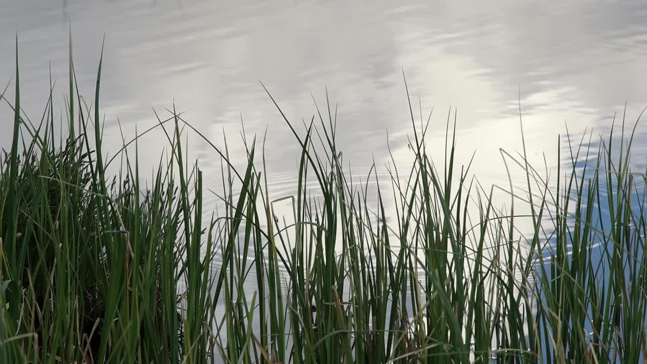 湖面上的草和水面上天空的倒影视频素材