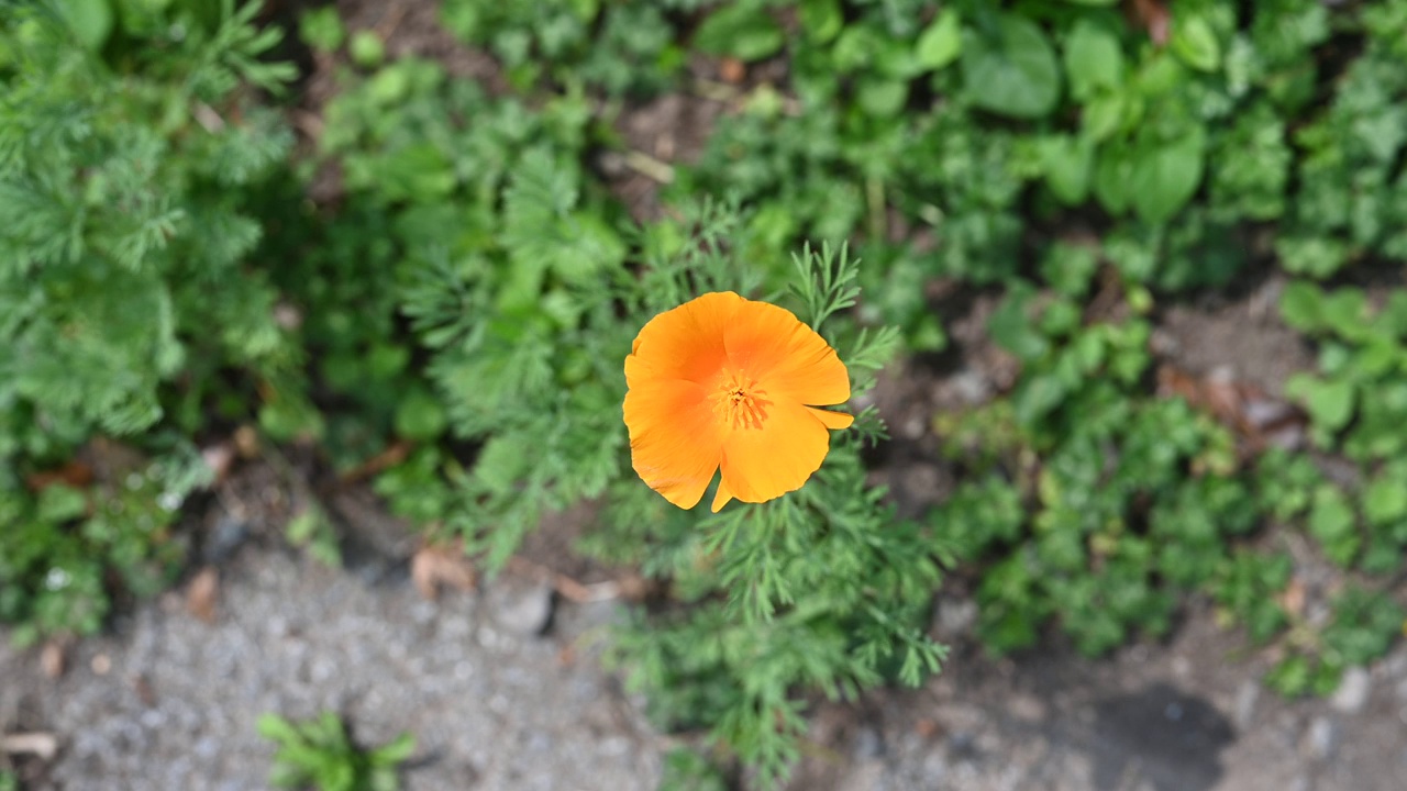 蜜蜂落在加州罂粟花上视频素材