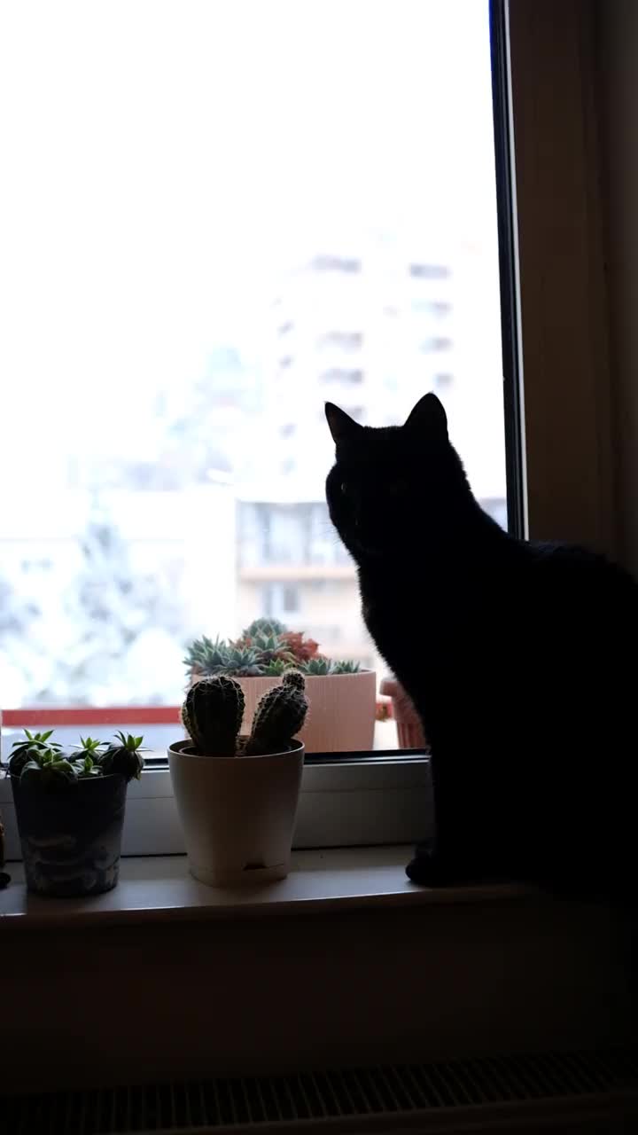 在下雪的冬日，黑猫站在窗边视频素材