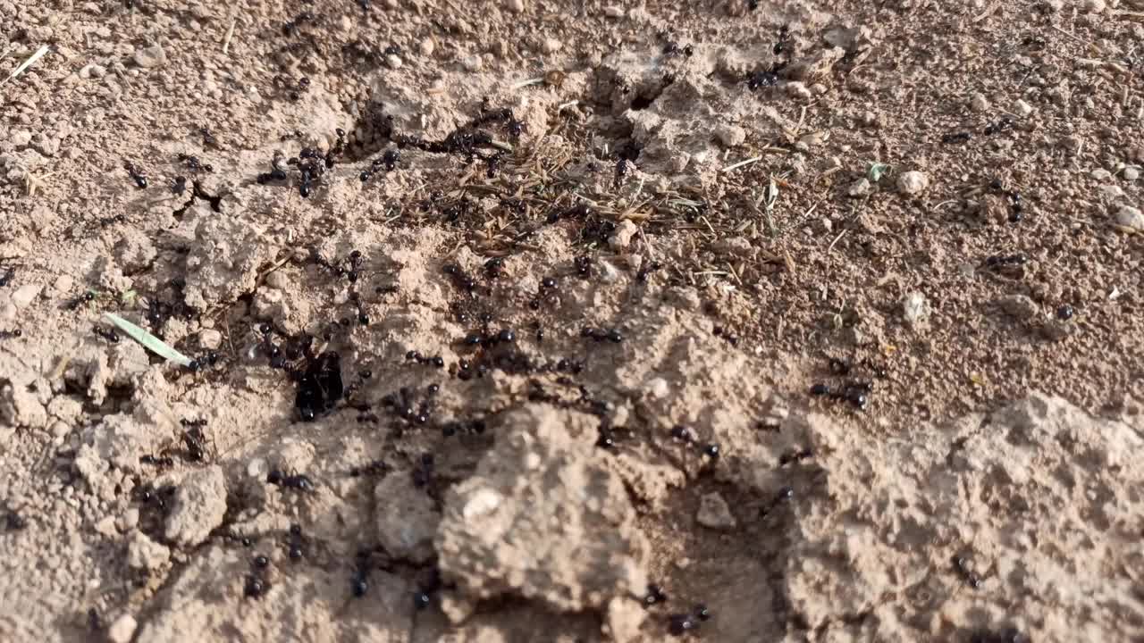 人群密集的地方视频下载