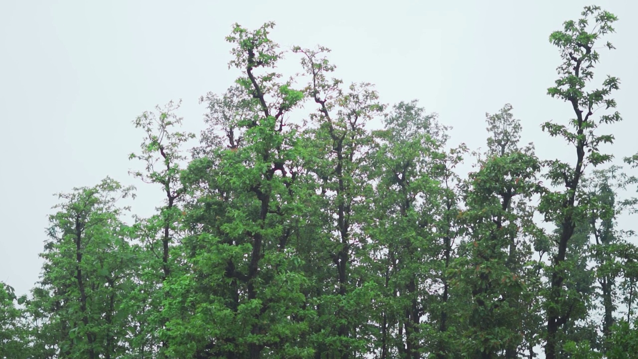 印度古吉拉特邦萨普塔拉的Sahyadri山，季风季节森林树木前的降雨。焦点从雨点转移到雨点后面的树。视频素材