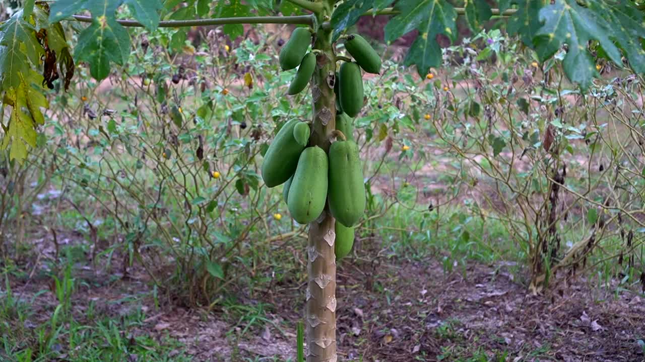 种植在蔬菜农场的番木瓜树发出一批水果HD视频素材