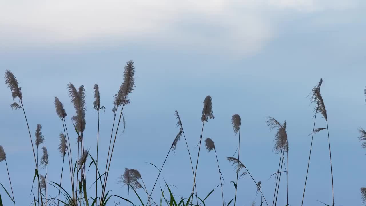 芦苇花在风中摇曳视频素材