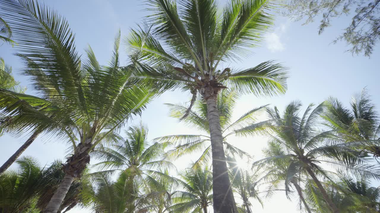 椰子树的底部视图。低角度拍摄绿棕榈树蓝天背景。没有人视频素材