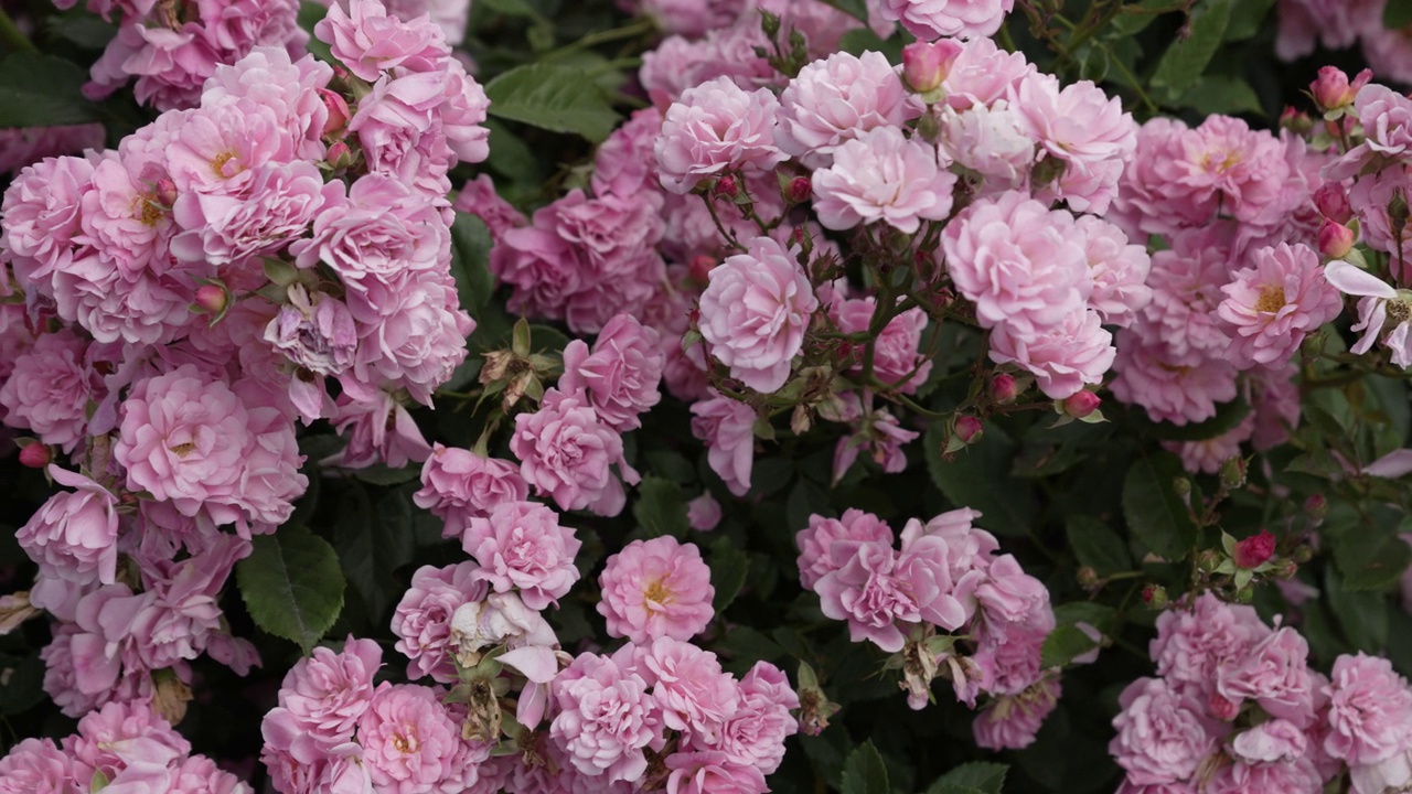 娇嫩的粉红玫瑰花丛视频素材