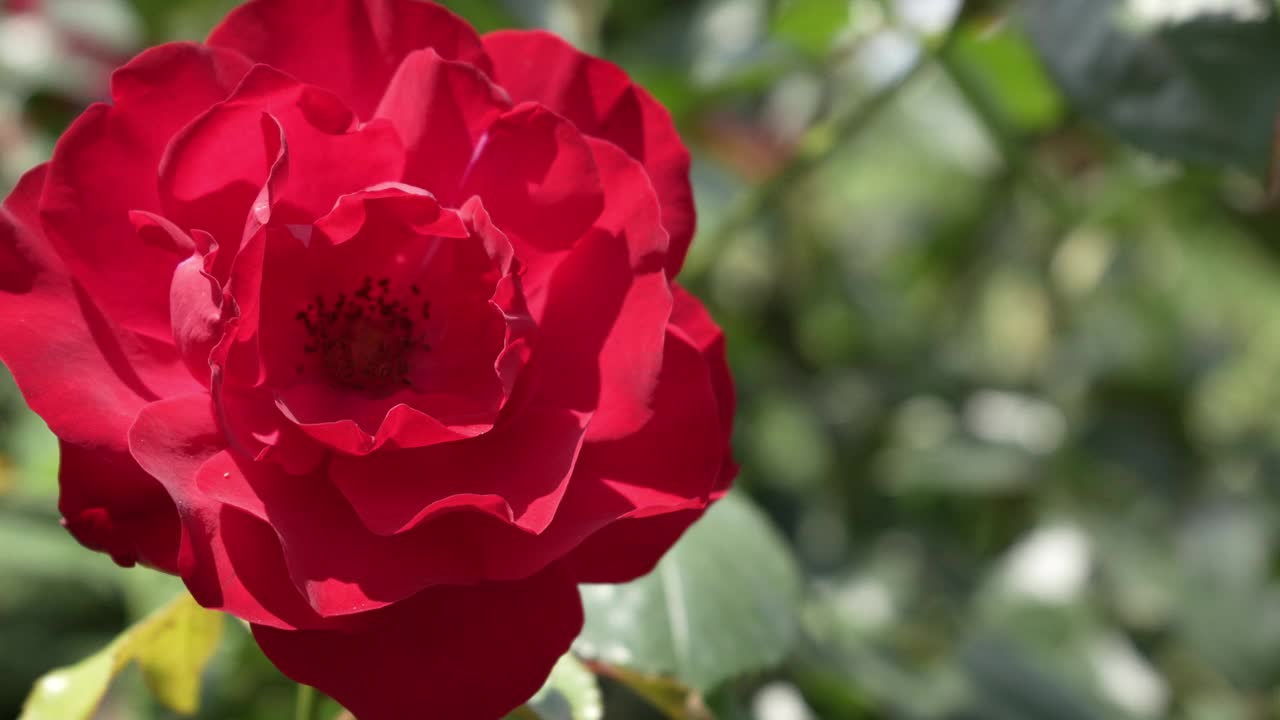 开放的红玫瑰花特写。视频素材