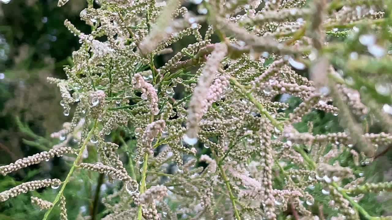 雨滴落在红柳花上视频素材