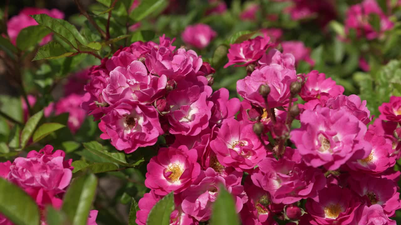一朵娇嫩的粉红色茶玫瑰绽开的花蕾。视频素材
