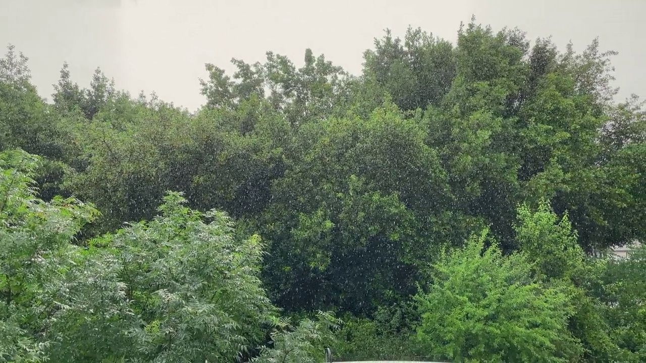 夏日的细雨落在树上视频素材