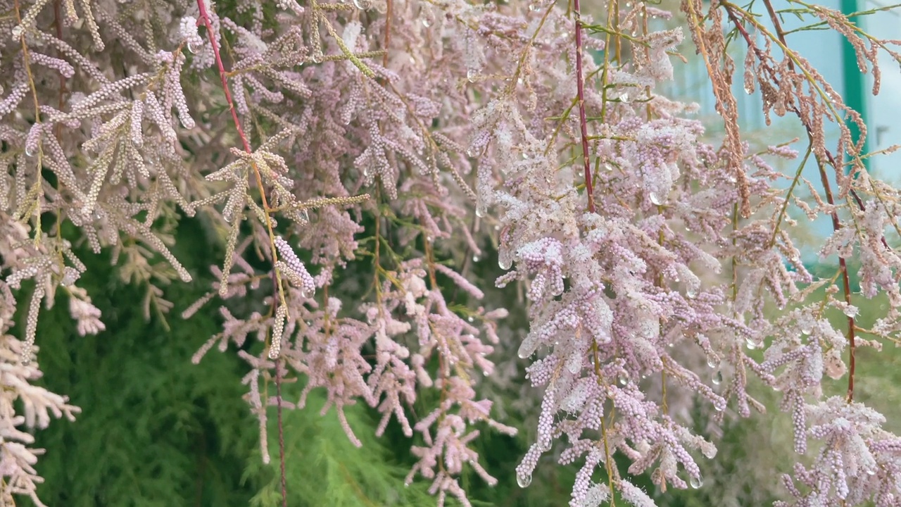 雨滴落在红柳花上视频素材