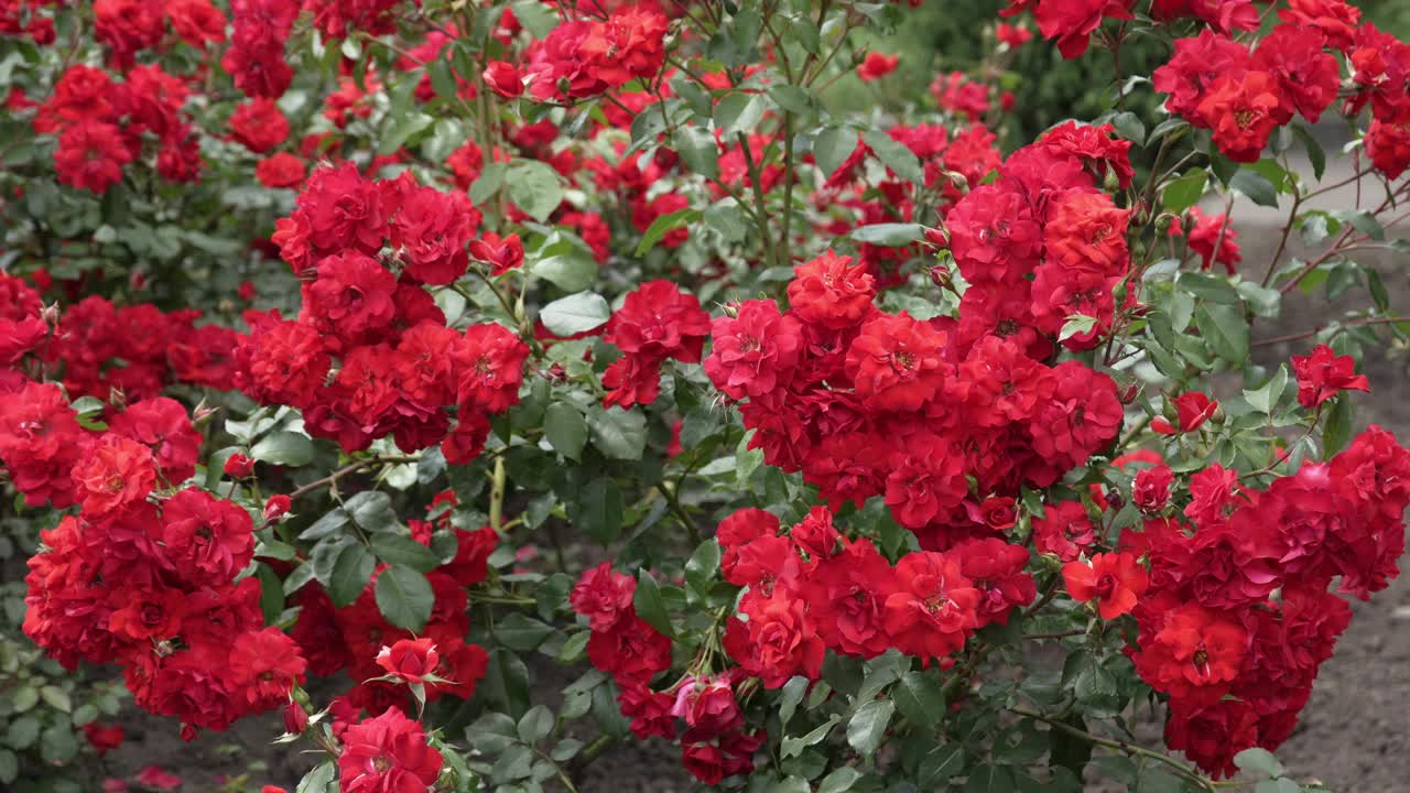 盛开的红玫瑰丛。美丽的红色花朵在大自然中。视频素材
