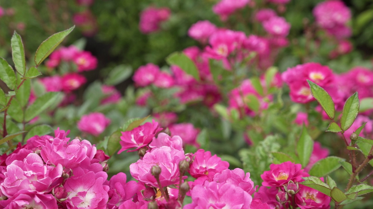 美丽的粉红色花朵在大自然在一个阳光明媚的日子。视频素材